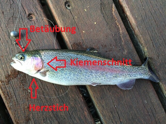 30+ Forelle Am Teich Richtig Töten, Für die humane tötung von