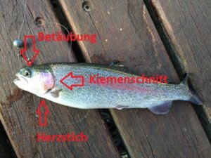 Fisch töten Anleitung