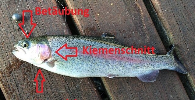 Fisch töten Anleitung