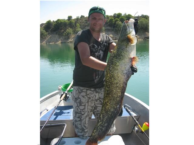 Wels Angelvorfach 100cm - Robustes Süßwasser-Vorfach Für Katzenfische