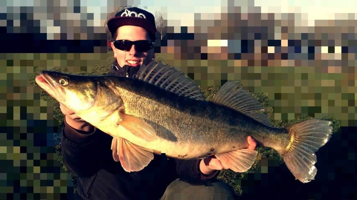 Zander angeln Zander angeln